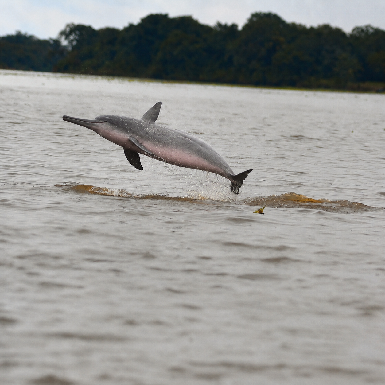 An AI-generated gray and pink river dolphin completely airborne above the same river