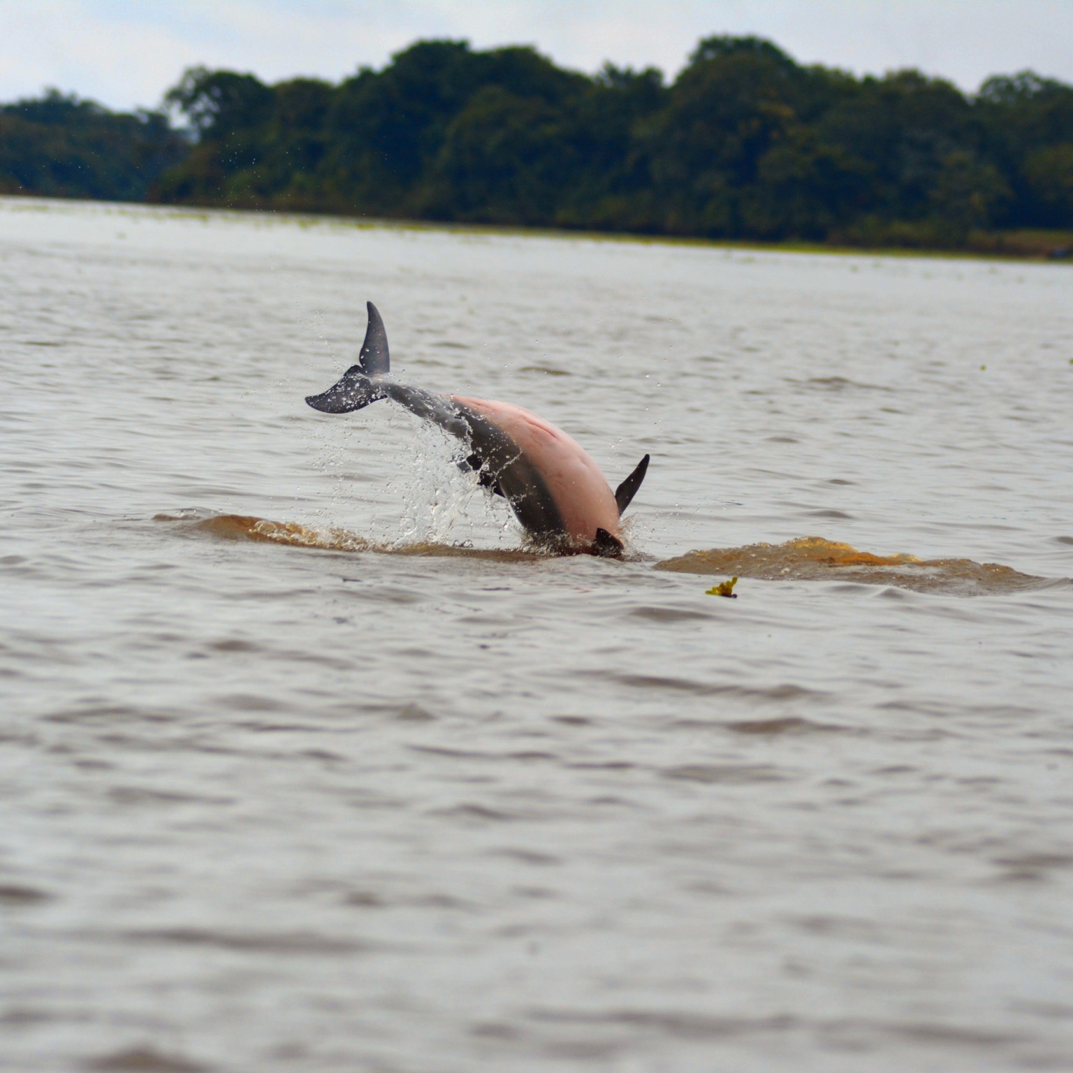 A river dolphin lifting much of its body and tail above the water in the Colombian Amazon