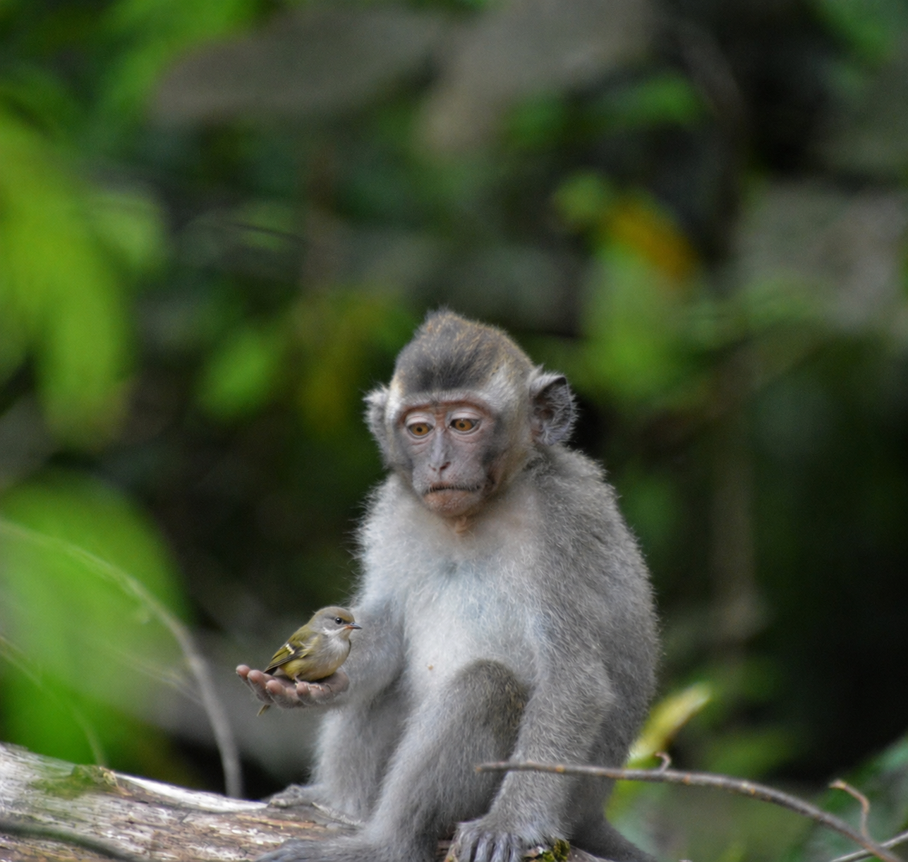 An AI alteration showing the macaque holding a bird, an interaction that never occurred