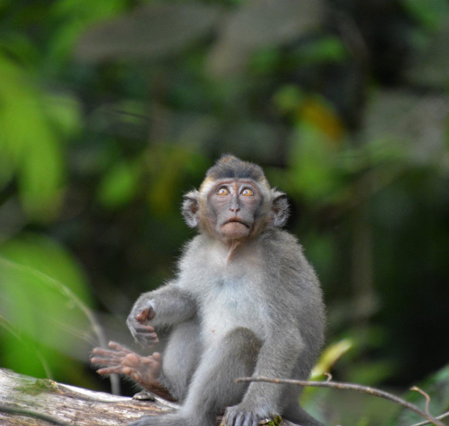 A young long-tailed macaque sitting alone on a fallen tree in Sabah, Malaysian Borneo