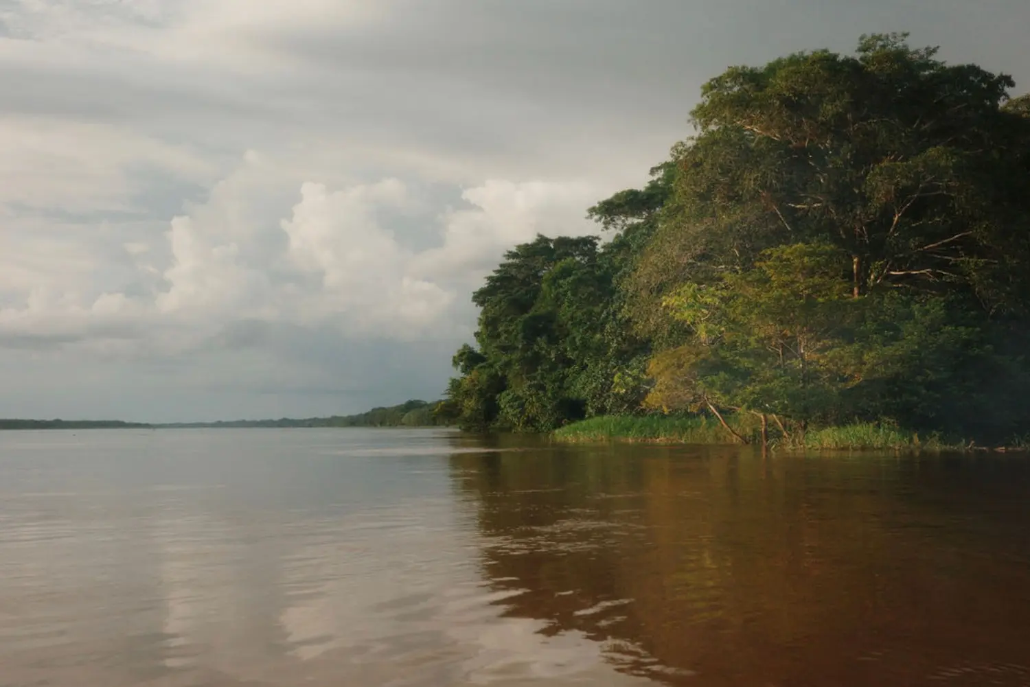 Wide Amazon river bordered by dense forest