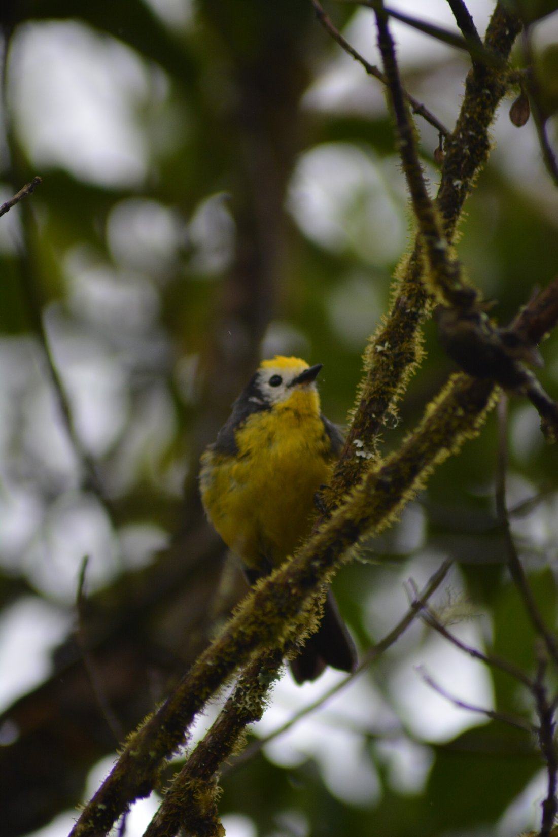 Small songbird perched on a moss-covered branch in the Andean cloud forest