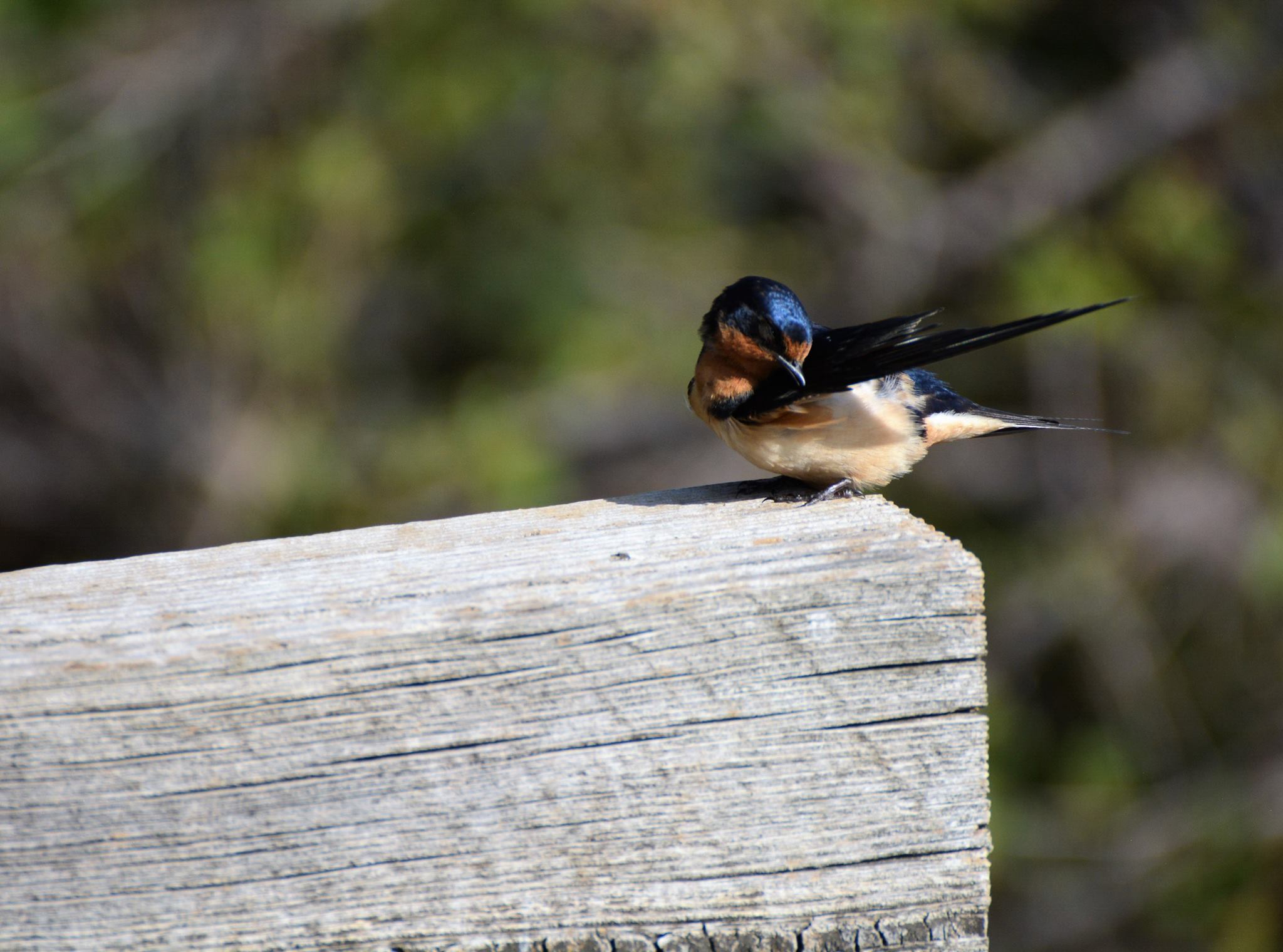 Barn swallow preening on a wooden railing
