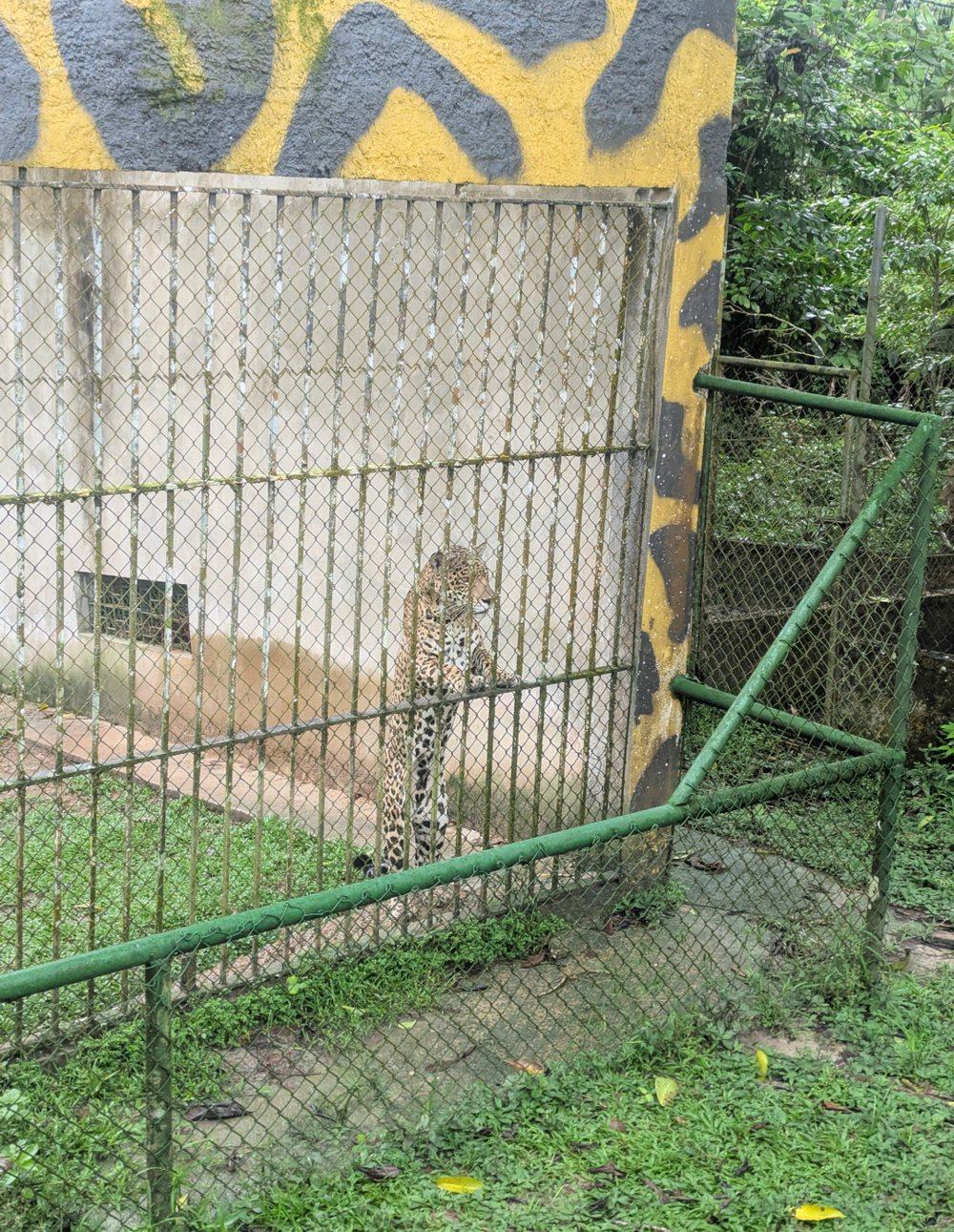 A jaguar standing against the bars of a bare concrete and chain link enclosure