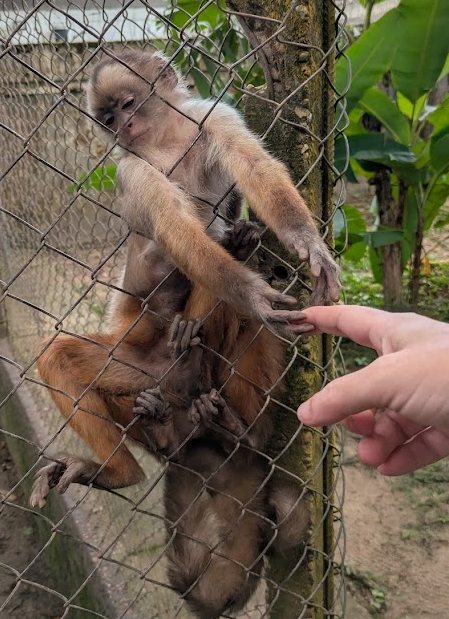 A capuchin monkey clinging to a chain link fence reaching toward a visitor's outstretched finger