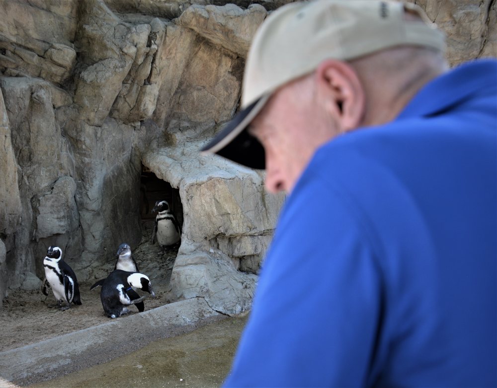 A visitor watching African penguins from a distance at Denver Zoo, with rockwork the birds can retreat behind