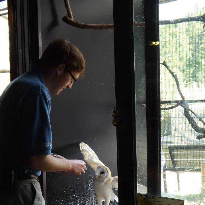 A younger Kayson working with a barn owl in an enclosure at Cheyenne Mountain Zoo