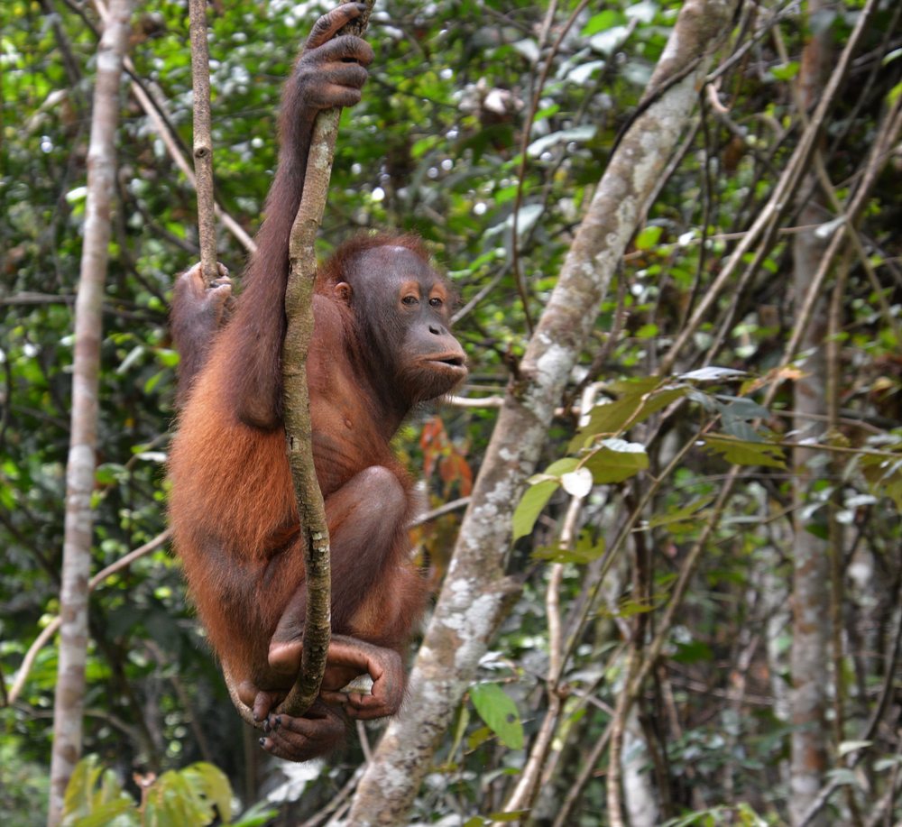 A young orangutan hanging from a sapling in dense forest at Sepilok