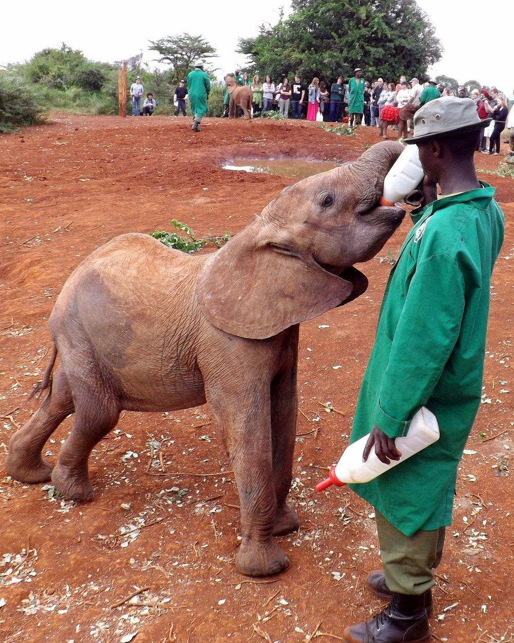A keeper in a green coat bottle feeding an orphaned elephant calf while visitors watch from behind a rope line