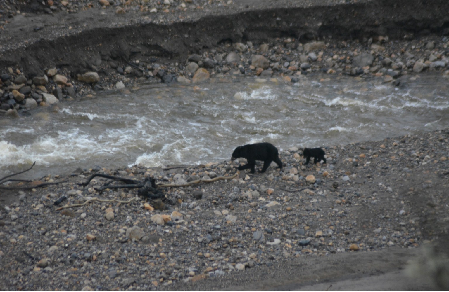 A spectacled bear mother and cub walking beside a river in Chingaza National Natural Park