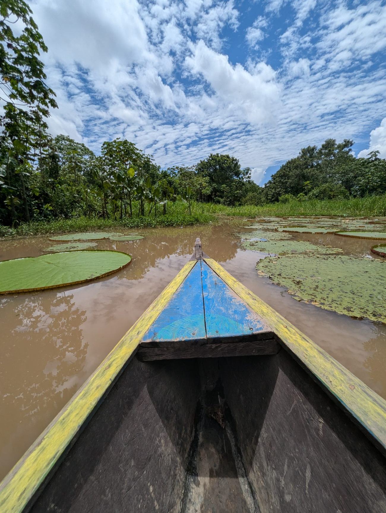 Canoe gliding toward giant Victoria water lilies