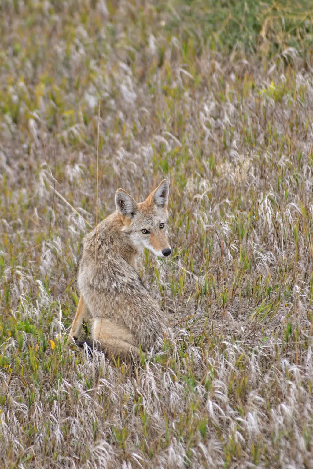 Coyote photographed at Crown Hill