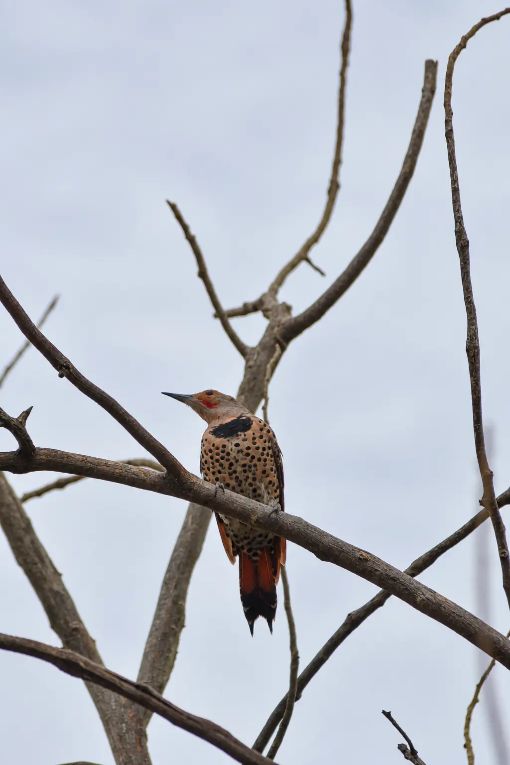 Northern flicker photographed at Crown Hill