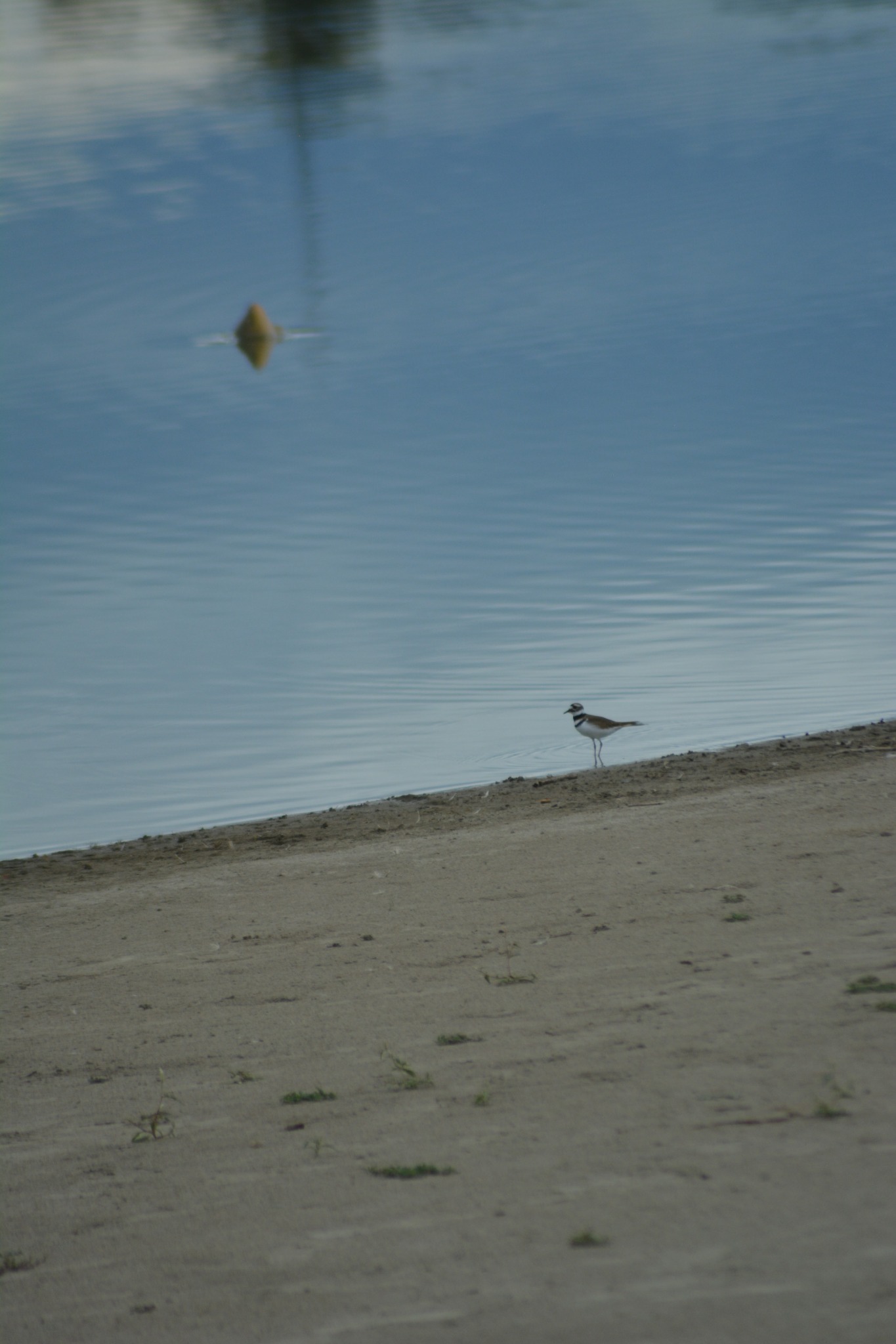 Killdeer standing along the shoreline at Crown Hill