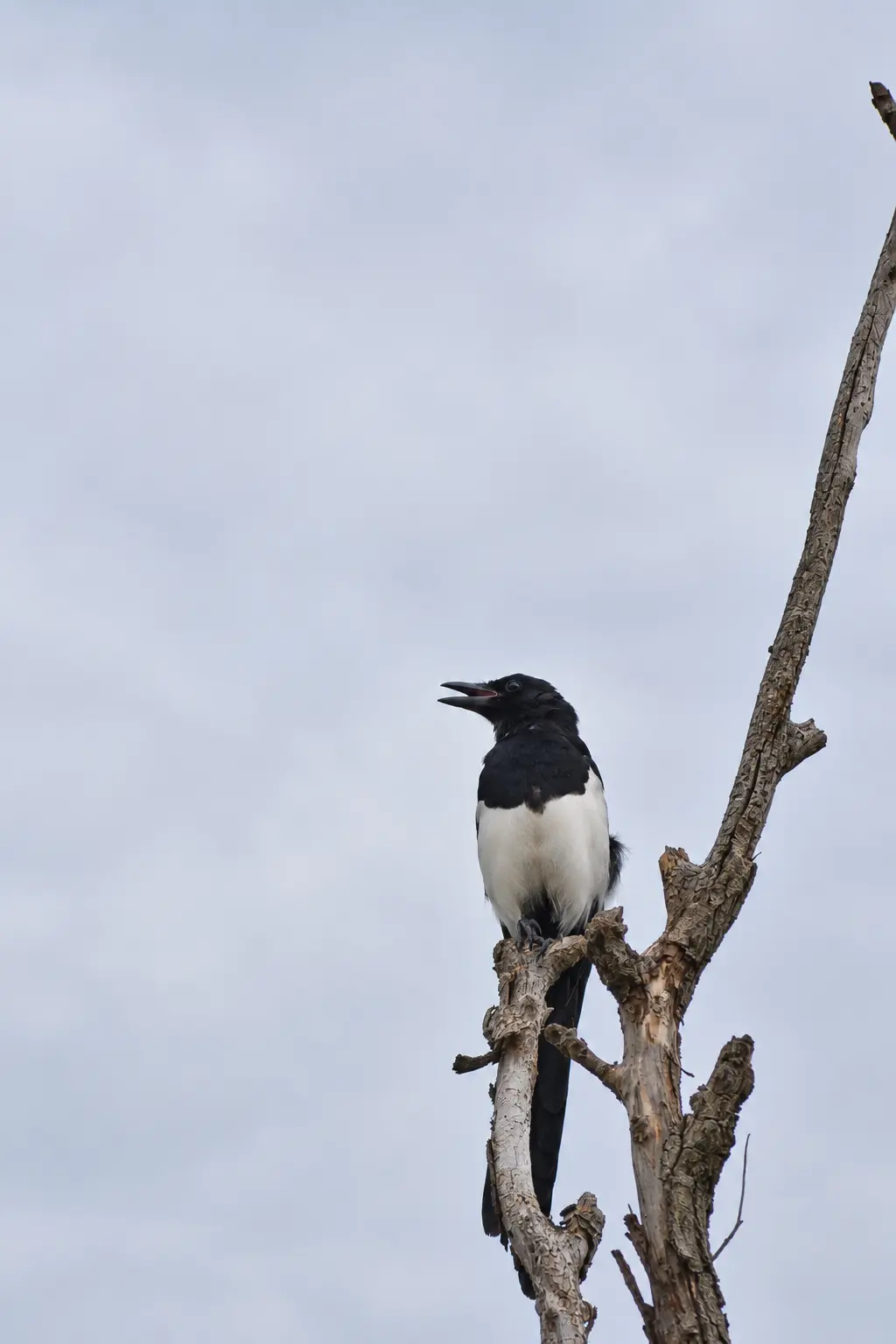 Black-billed magpie photographed at Crown Hill