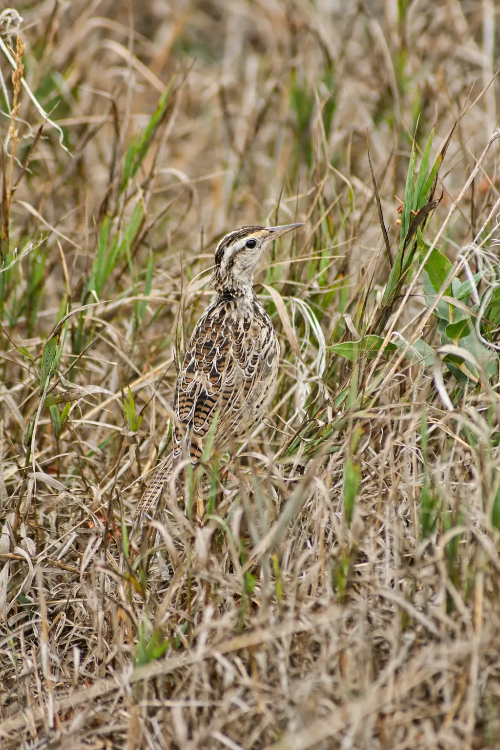 Western meadowlark photographed at Crown Hill