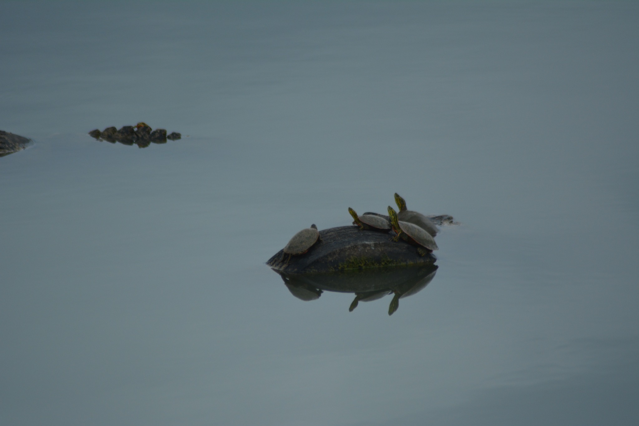 Four turtles basking together above their reflections at Crown Hill