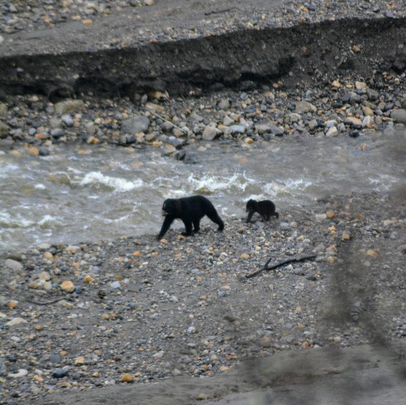 A spectacled bear and her cub crossing a rocky riverbed