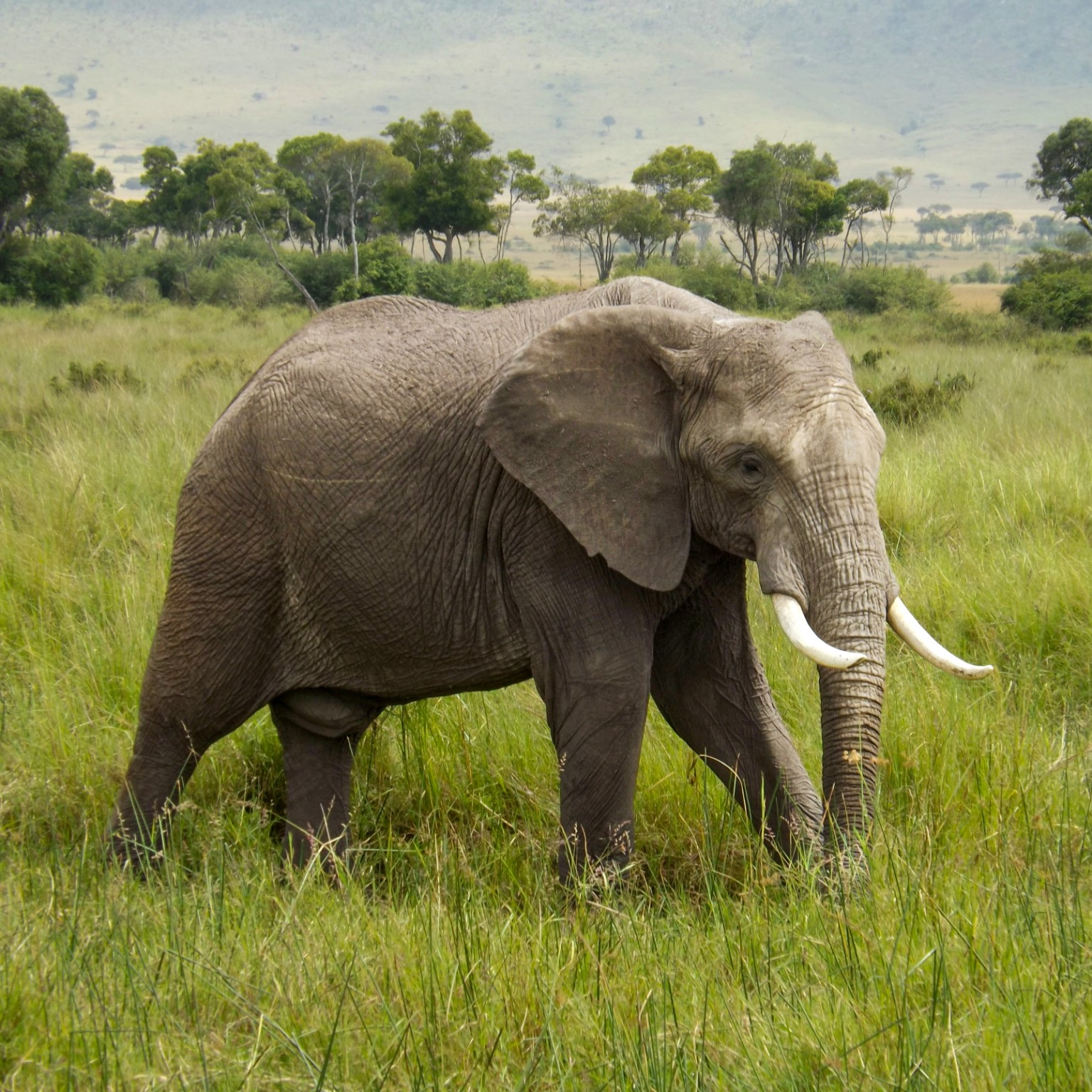 African elephant walking through grassland in Kenya