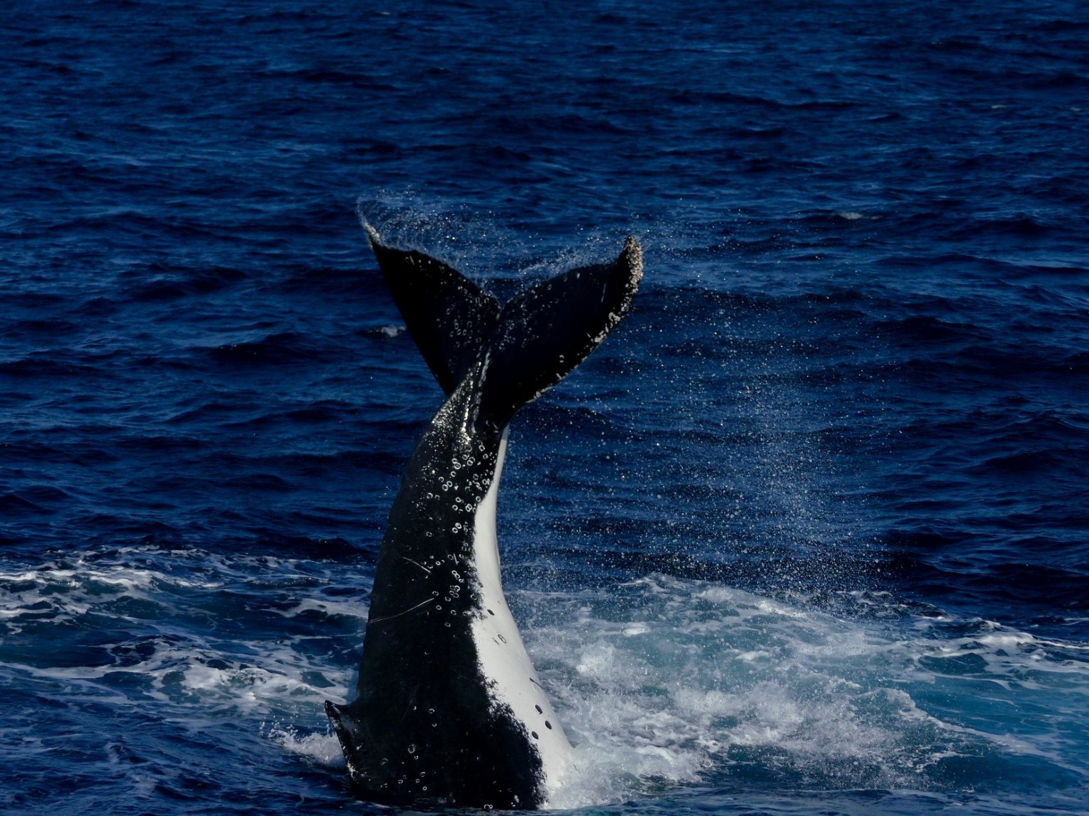 Humpback whale breaching in deep blue ocean water