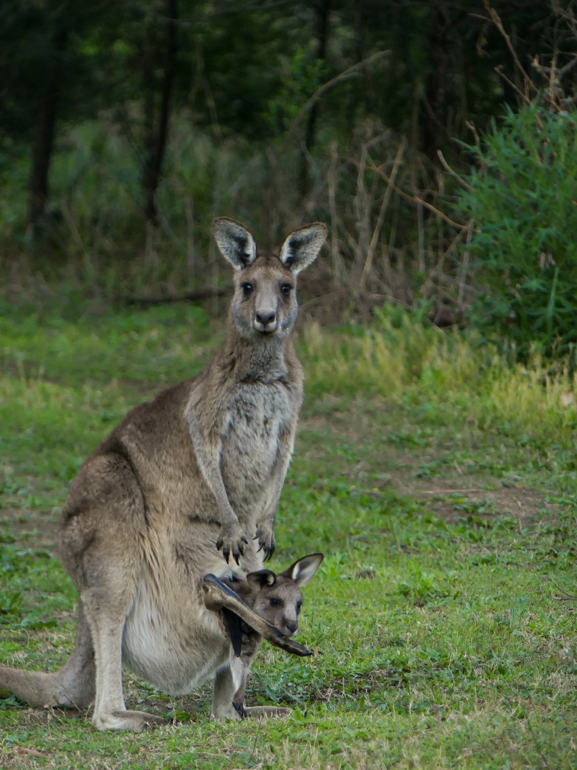 Eastern grey kangaroo with a joey in her pouch in Australia