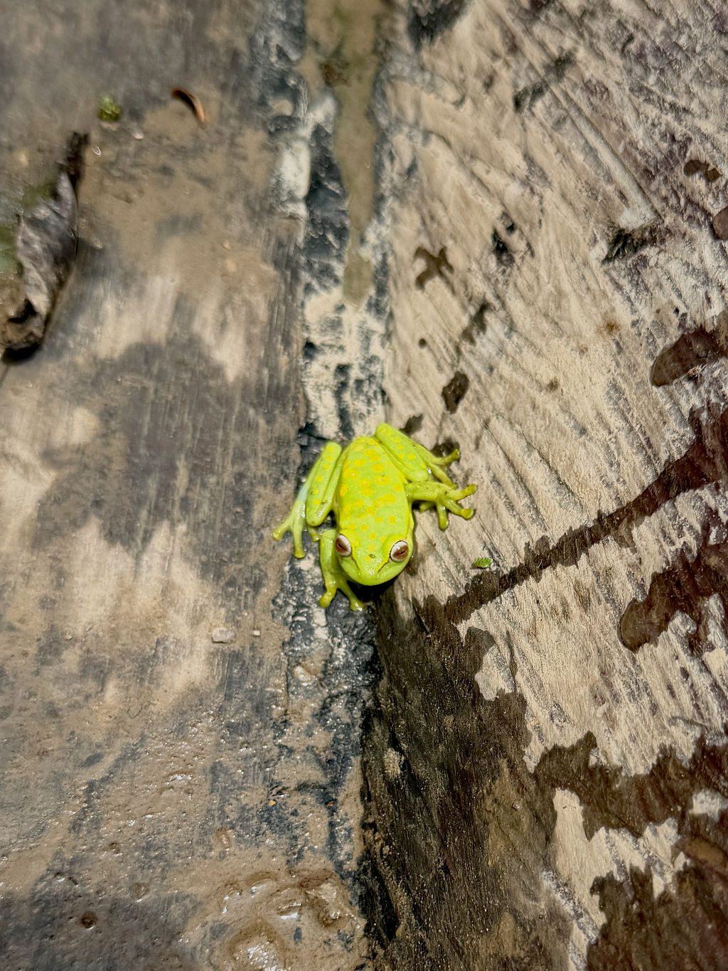 Polka-dot tree frog (Boana punctata) resting on a canoe