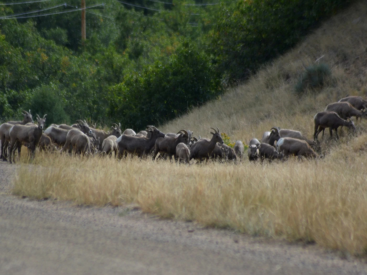 A herd of bighorn sheep beside the trail in Waterton Canyon
