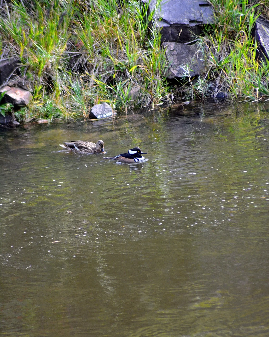 Two ducks on the river beneath green riverside plants