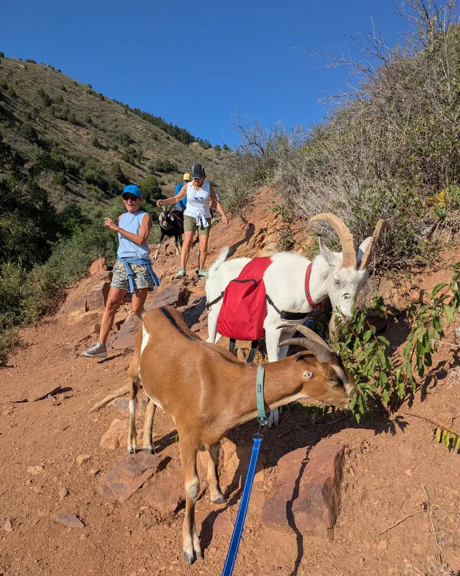 Goats stopping to browse plants while hikers wait on the trail