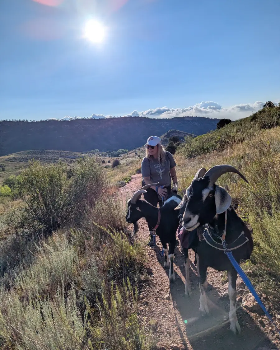 A guest hiking beside two horned goats on a sunny Colorado trail
