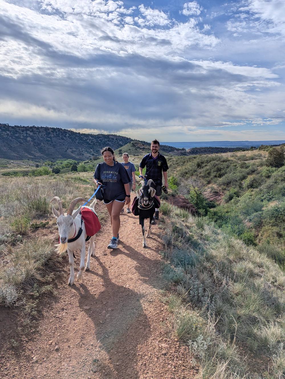 Hikers and goats pausing at a scenic overlook