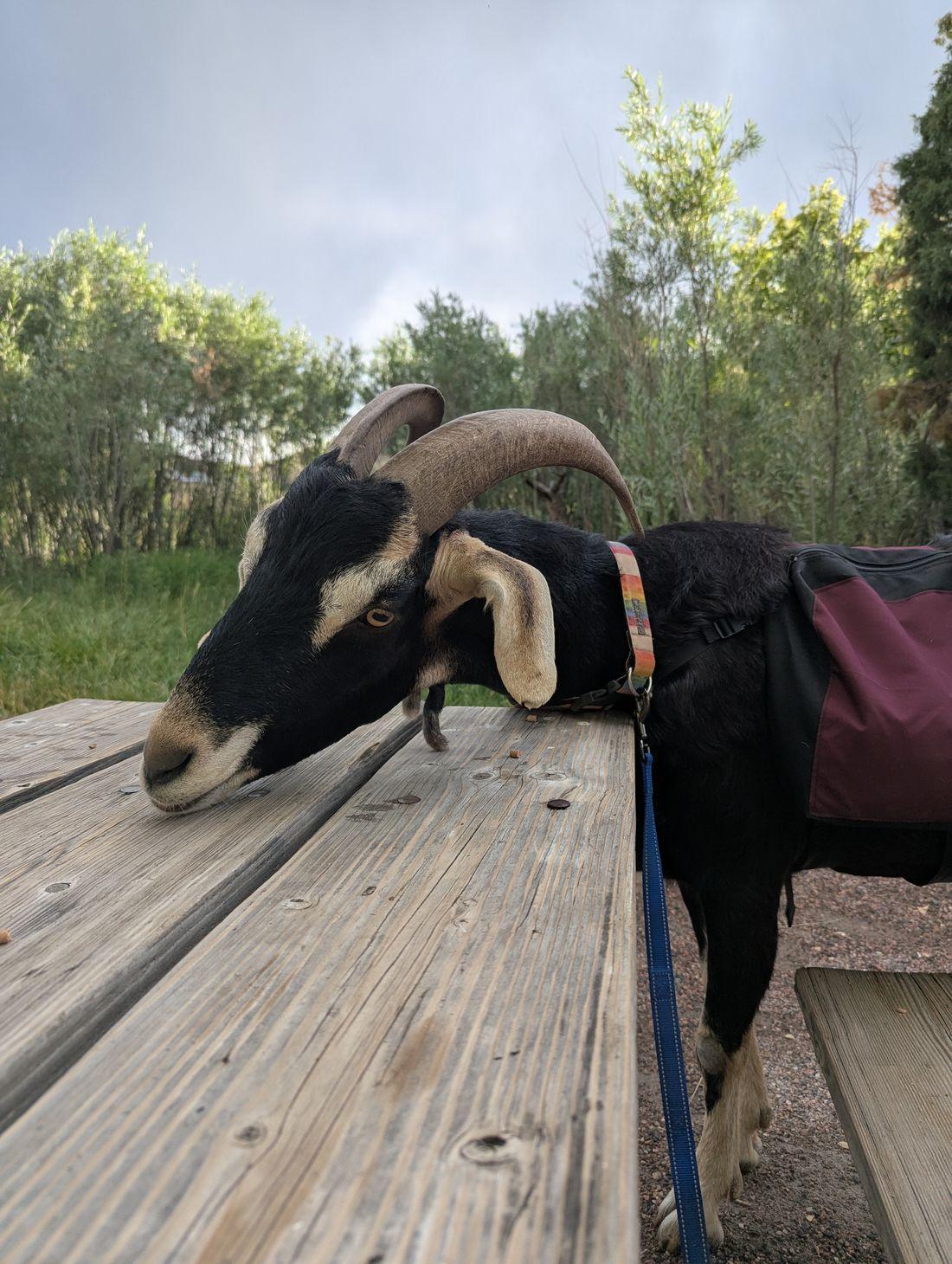 A goat resting its head on a picnic table