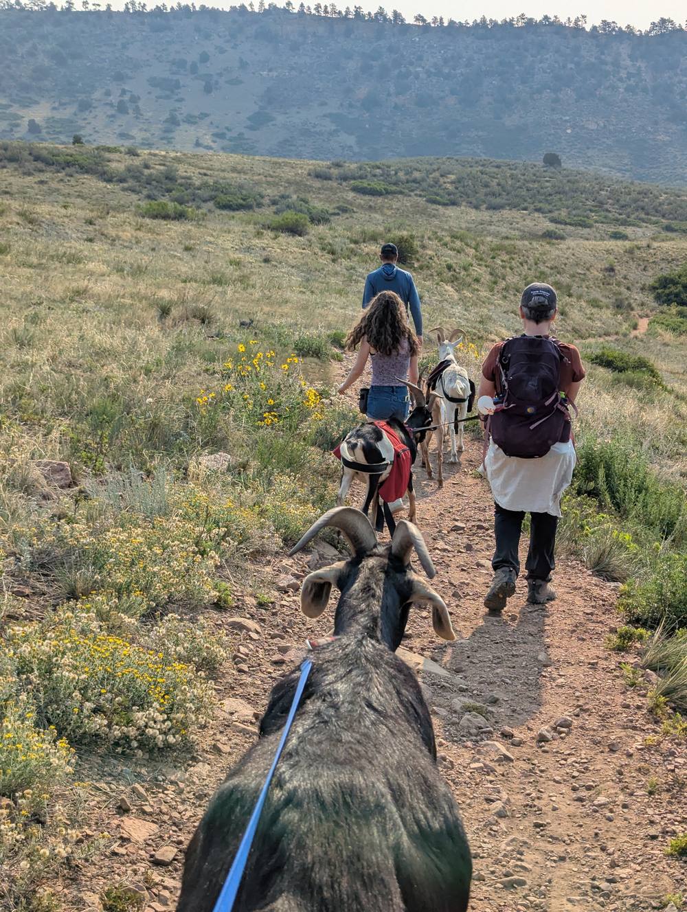 View from behind a goat's head toward hikers on a golden hour trail