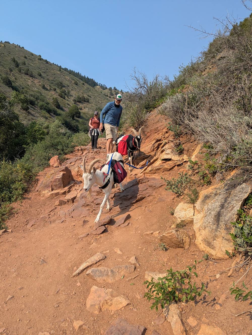 Two pack goats leading hikers down a red rock trail