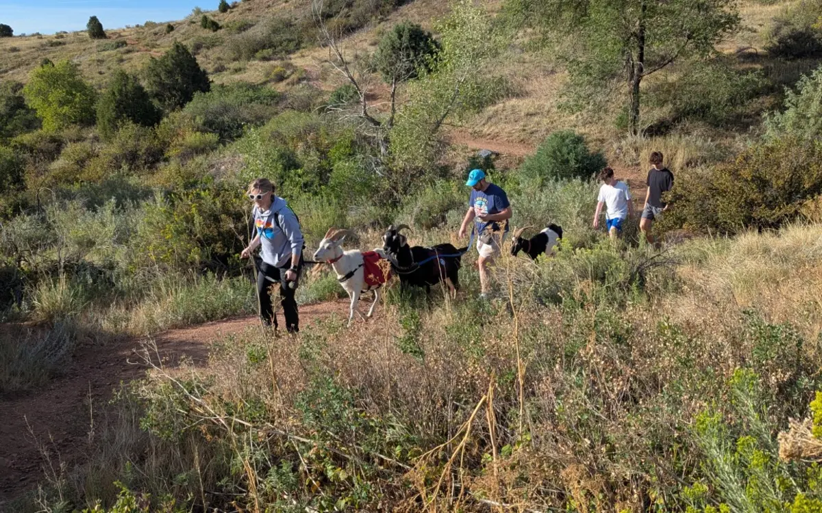 A small group hiking uphill with goats at Matthews/Winters Park near Denver