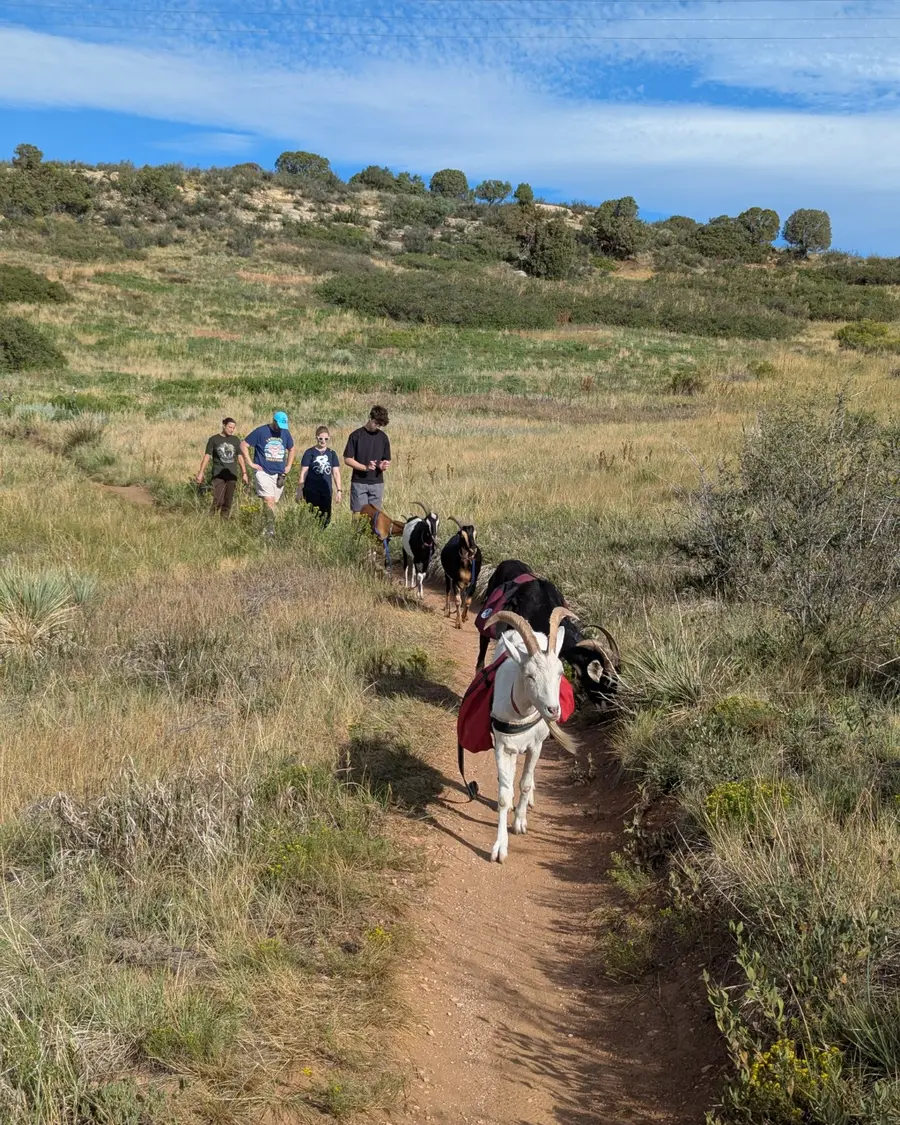 Pack goats leading hikers along a narrow foothills trail near Denver