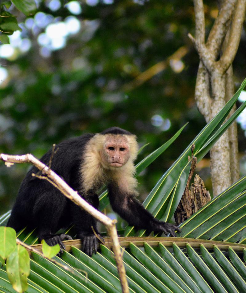 White-faced capuchin monkey in Costa Rica