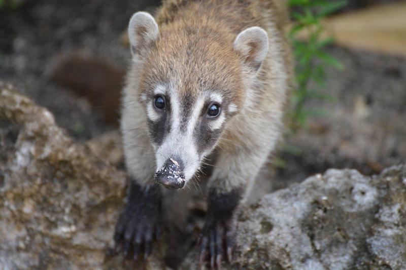 White-nosed coati in Costa Rica