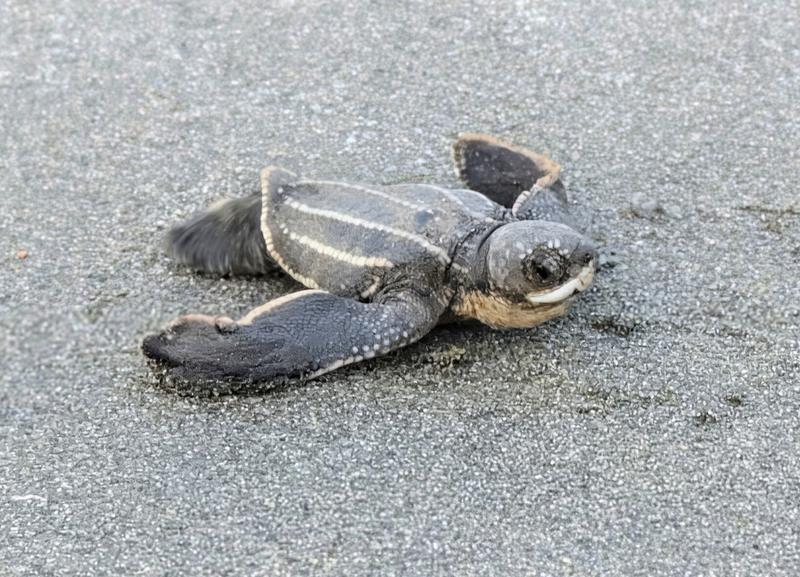 Leatherback sea turtle hatchling on a Costa Rican beach