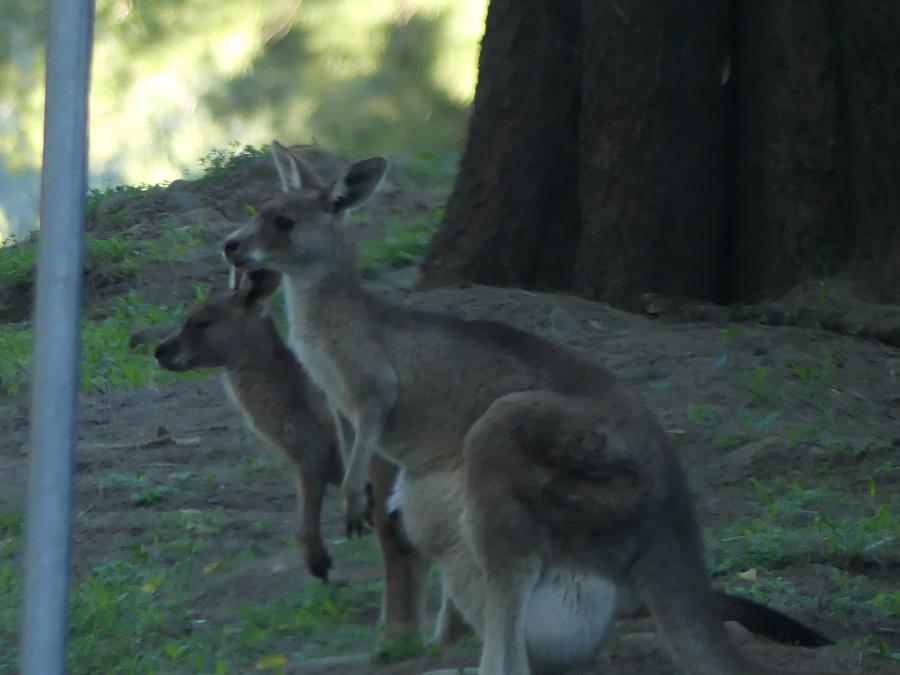 Kangaroo and joey in Australia