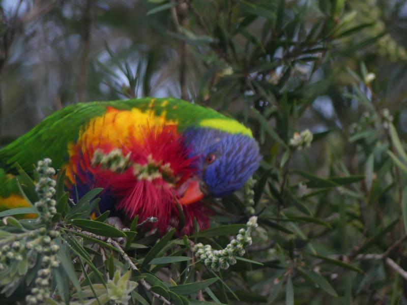 Rainbow lorikeet feeding on native flowers in Australia