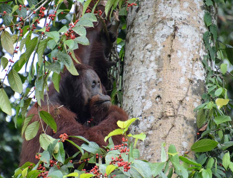 Orangutan feeding in a fruiting tree in Borneo