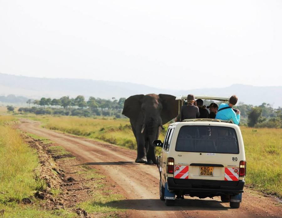 Safari vehicle alongside an elephant in Kenya