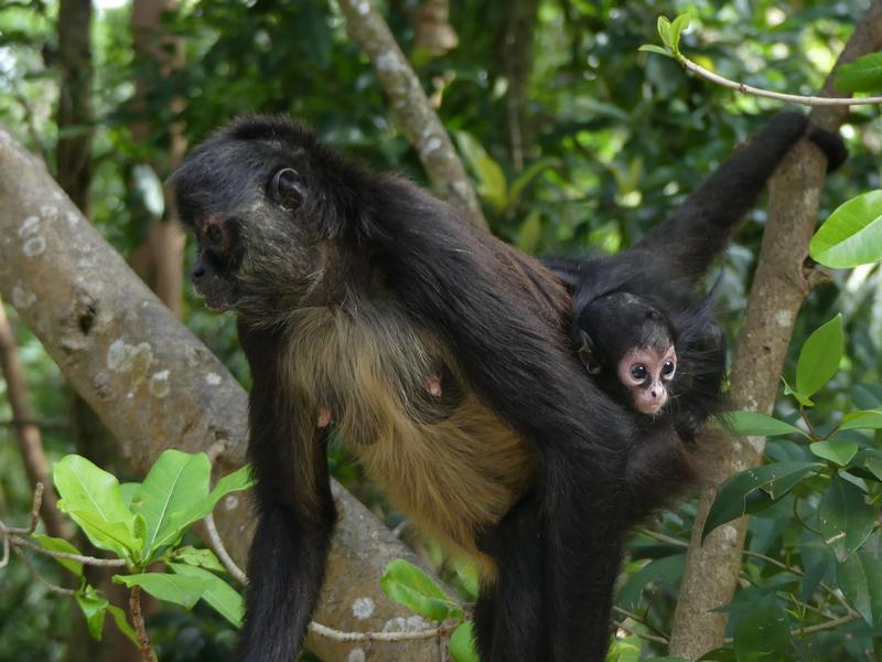 Spider monkey carrying her baby through the forest canopy