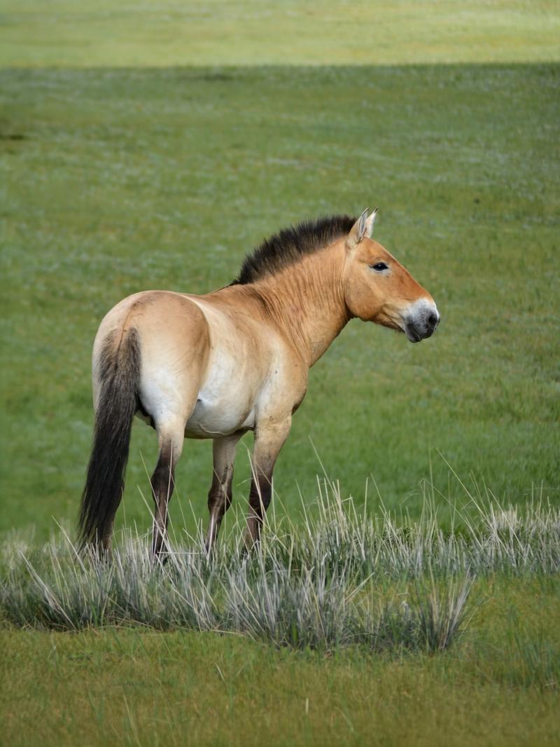 Przewalski's horse on the Mongolian steppe