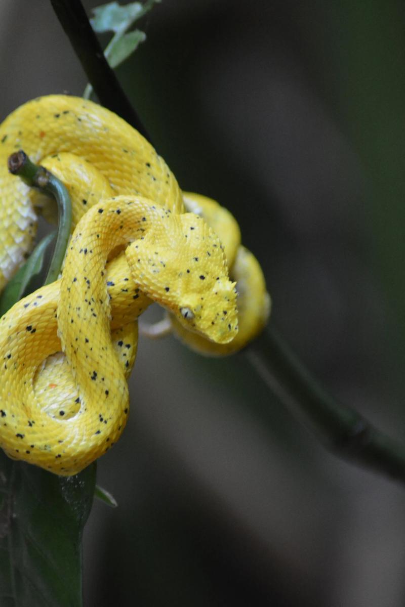 Eyelash viper coiled on a branch in Costa Rica