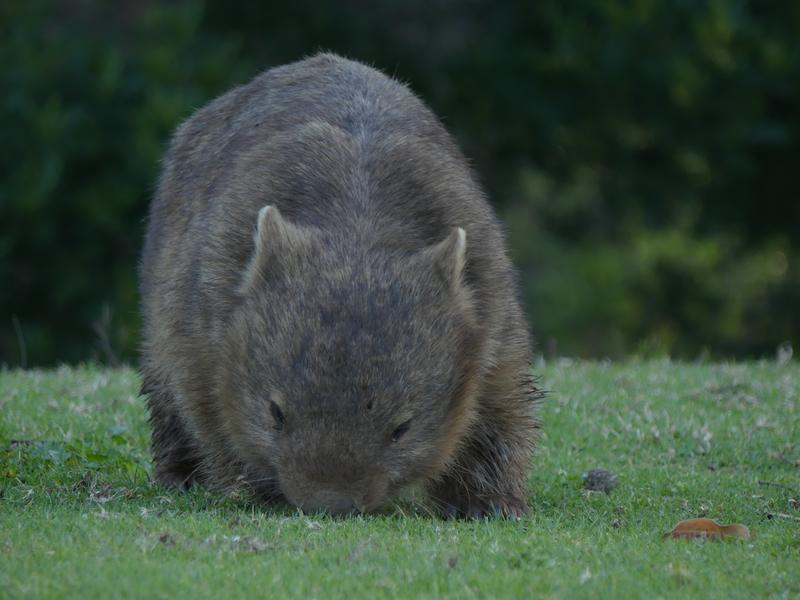 Wombat grazing in Australia