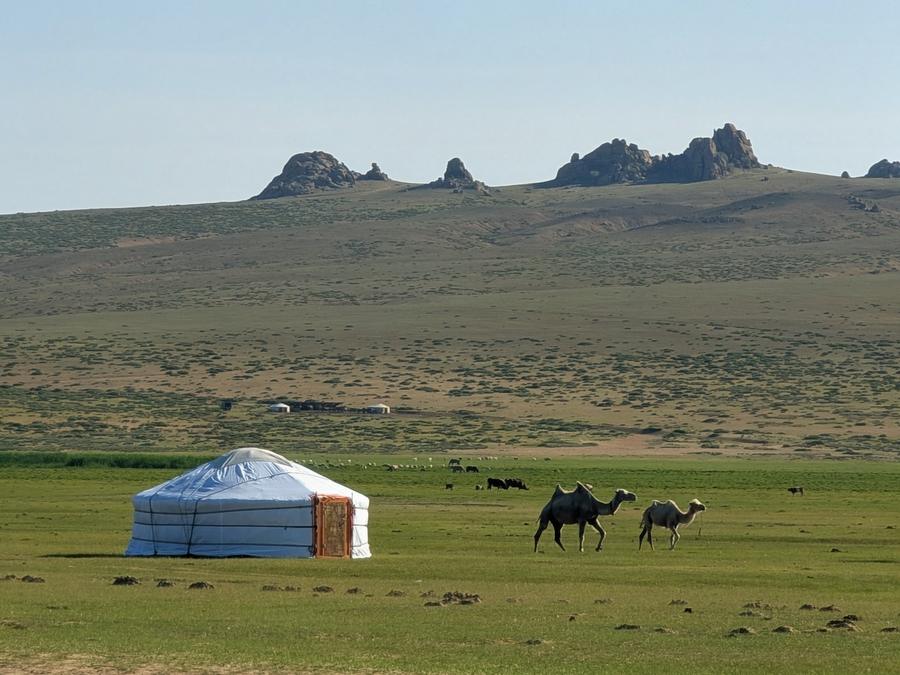 Traditional yurt with camels grazing in Mongolia