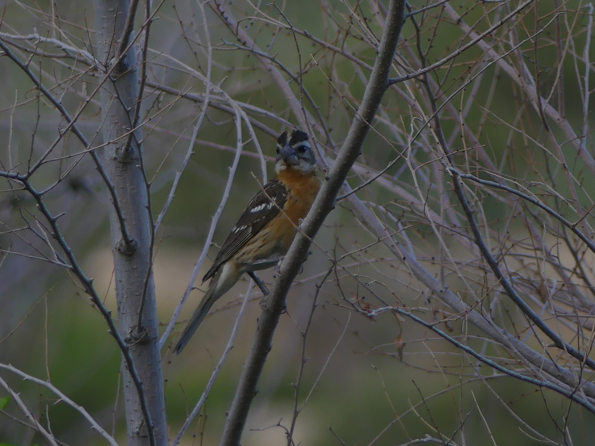 Black-headed grosbeak photographed by Kayson Cooper elsewhere in Jefferson County