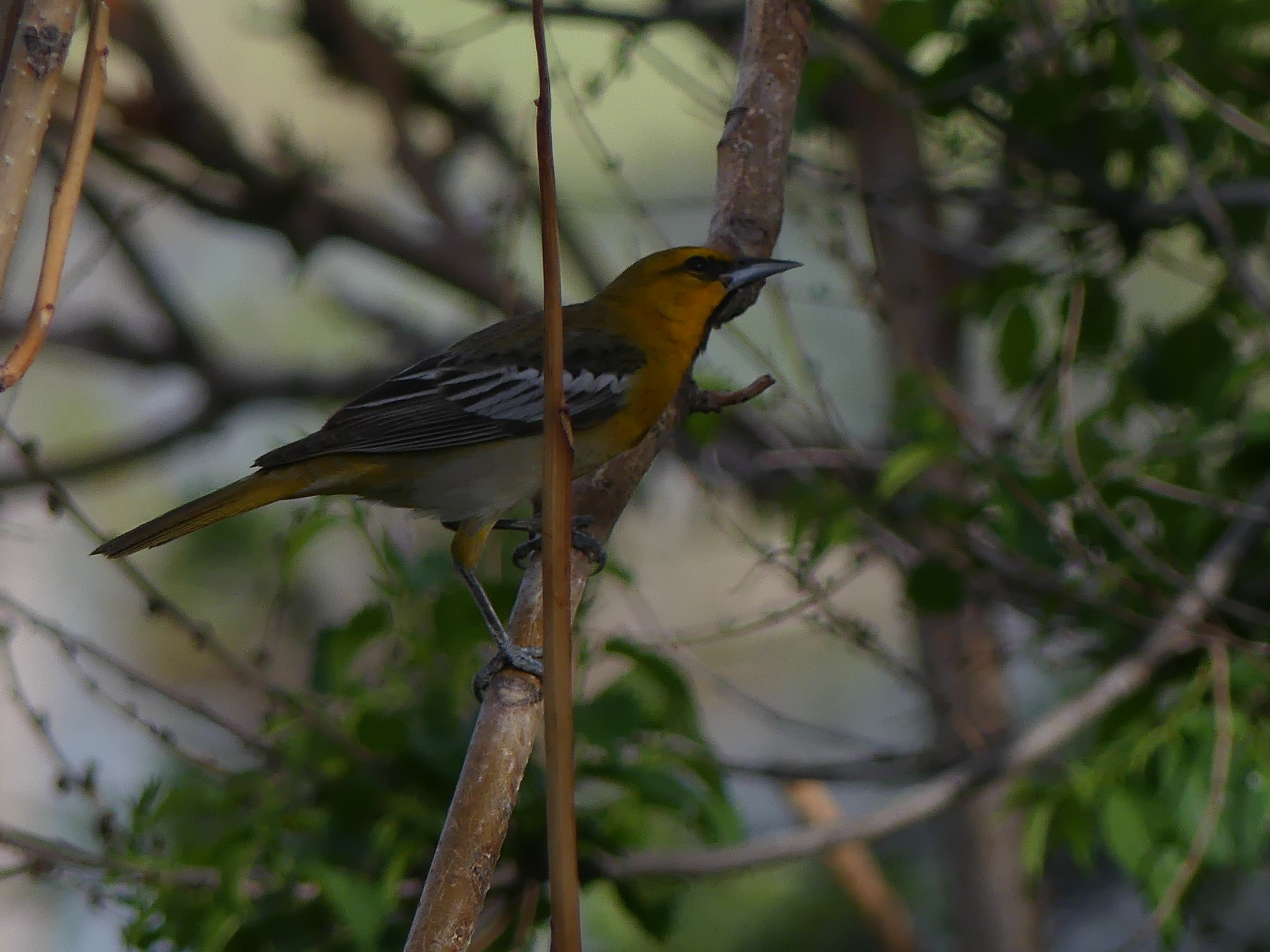 Bullock’s oriole photographed by Kayson Cooper elsewhere in Jefferson County